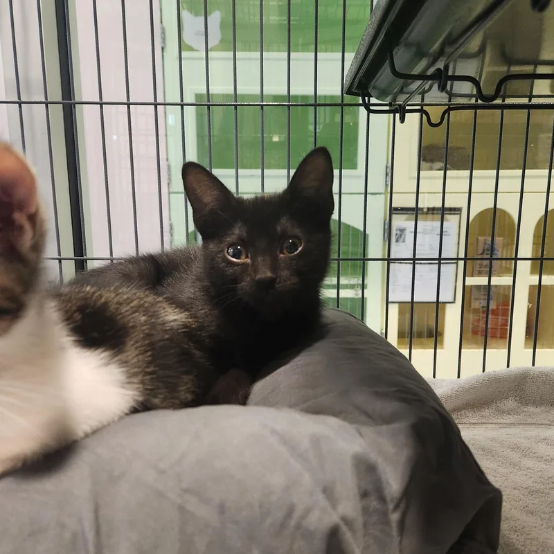 A baby medium-sized female Black Domestic Short Hair cat named Olaf for adoption in Charleston, SC