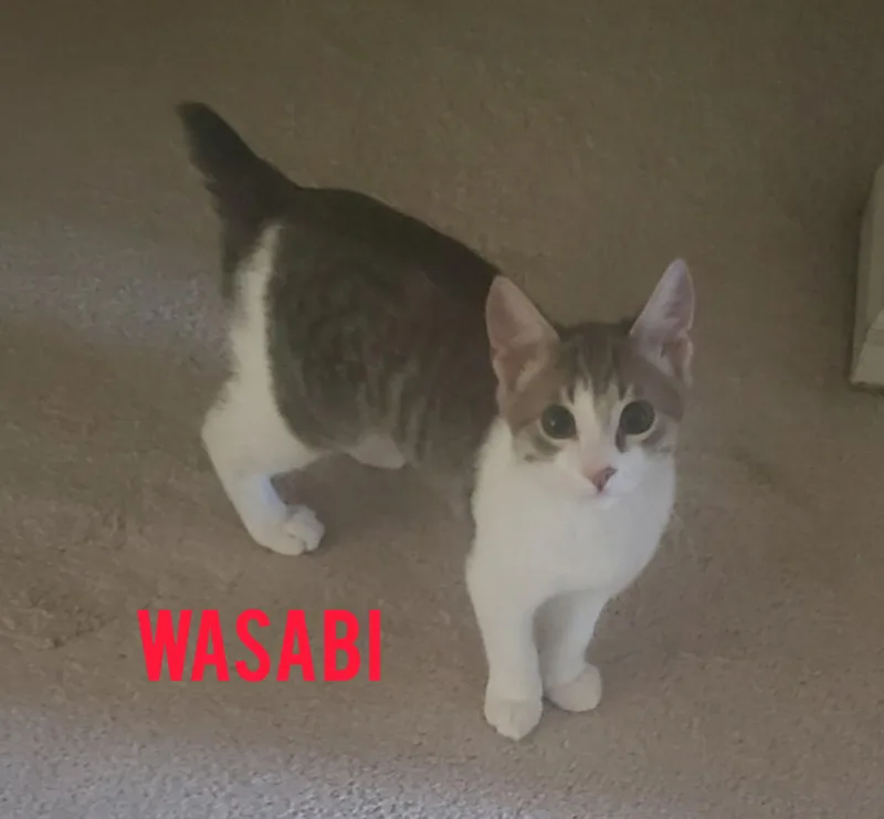 A baby medium-sized male Gray & White Domestic Short Hair cat named Wasabi for adoption in Shrewsbury, MA