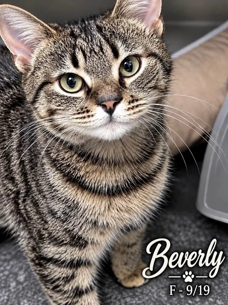 A young medium-sized female Tabby (Brown / Chocolate) Domestic Short Hair cat named Beverly for adoption in Loogootee, IN