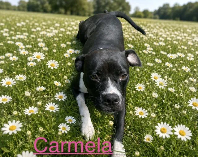 A young medium-sized female Pit Bull Terrier dog named Carmela for adoption in Zimmerman, MN