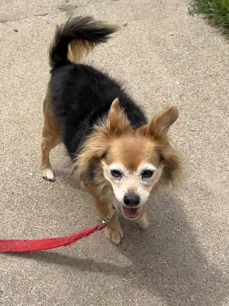 An adult medium-sized female Chihuahua dog named Lele Ca for adoption in Hillside, IL