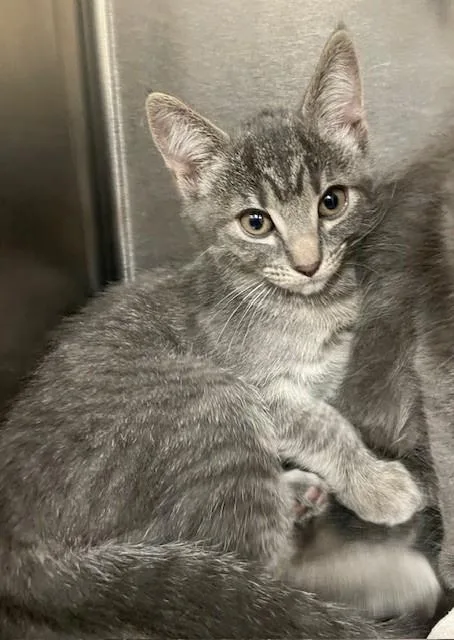 A baby medium-sized female Tabby (Gray / Blue / Silver) Domestic Short Hair cat named Derry for adoption in Prudenville, MI