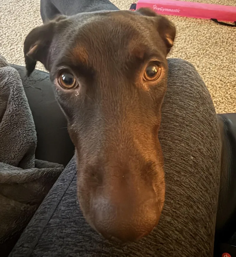 A baby large-sized female Chocolate Labrador Retriever dog named Luna for adoption in Maineville, OH