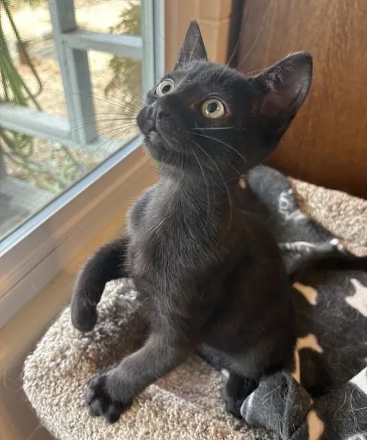 A baby small-sized male Domestic Short Hair cat named Klaus for adoption in Sacramento, CA