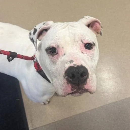 A young large-sized male White / Cream American Bulldog dog named Pups for adoption in Chicago, IL