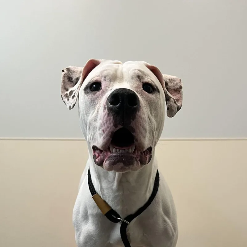 Pups thumbnail 2