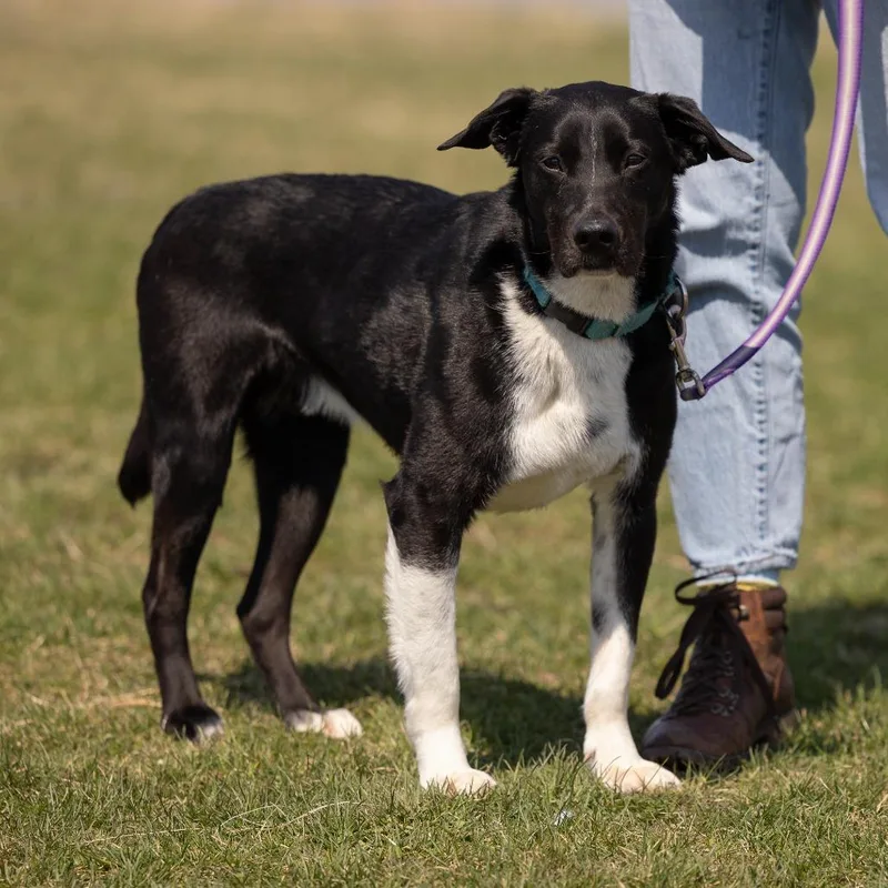 An adult medium-sized male Black Mixed Breed dog named Ralphy for adoption in Waukesha, WI