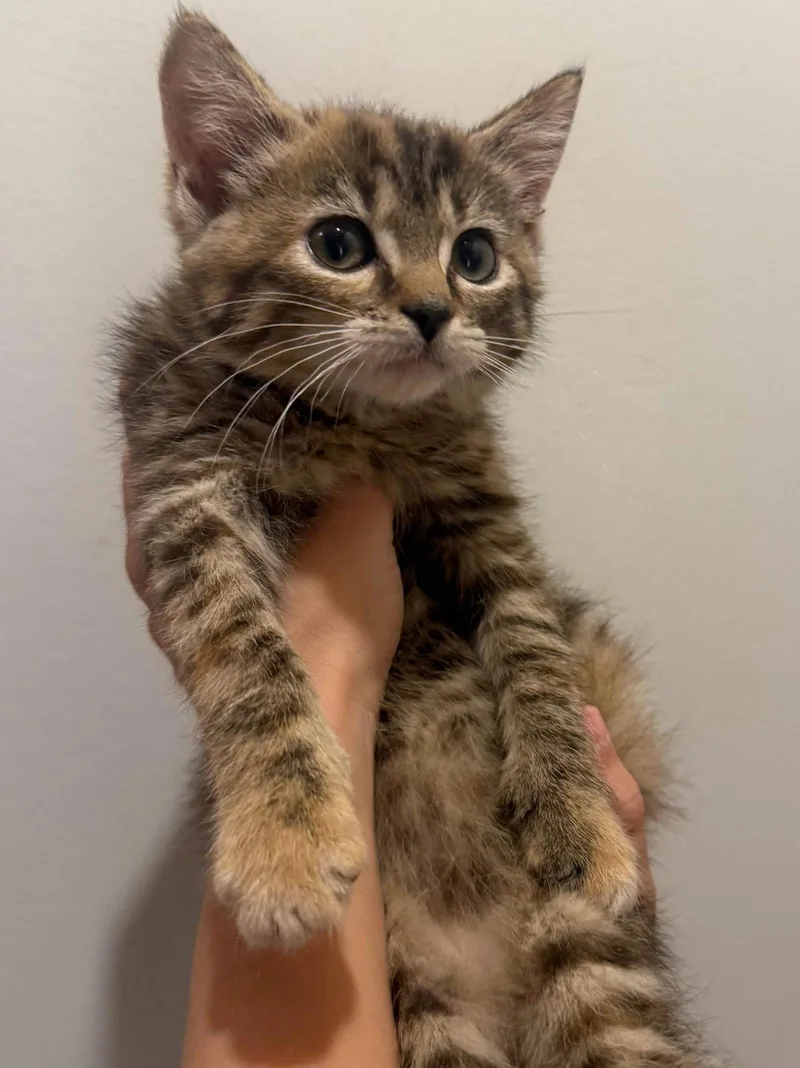 A baby medium-sized female Domestic Short Hair cat named Irene for adoption in Forest, VA