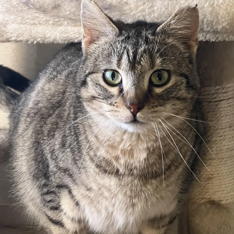 Miss Millie thumbnail 2