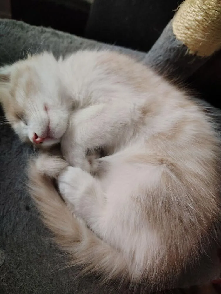 A baby small-sized male Orange & White Domestic Medium Hair cat named Kit Kat for adoption in Lancaster, CA