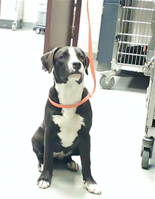 A baby medium-sized female Labrador Retriever dog named Petunia for adoption in Fayetteville, NC