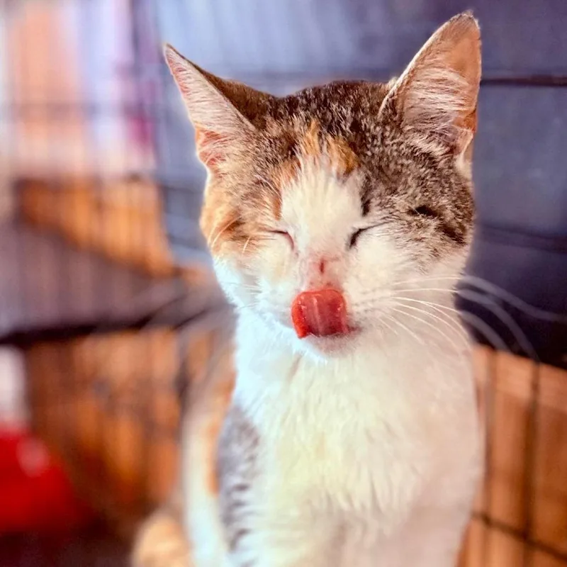An adult medium-sized female Brown / Chocolate Domestic Medium Hair cat named Jane for adoption in Marion, IL