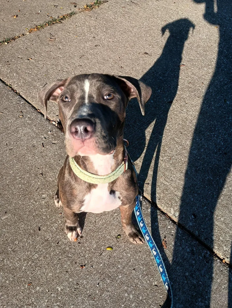 An adult medium-sized male American Staffordshire Terrier dog named Pancake for adoption in St. Louis, MO
