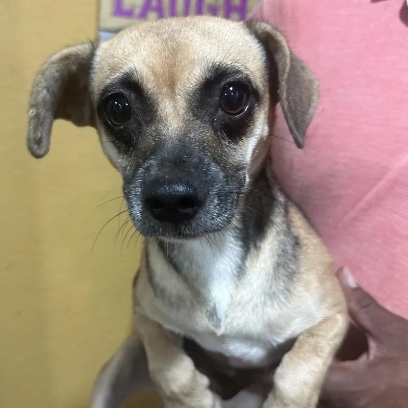 A young medium-sized female Rat Terrier dog named Goldie Local November for adoption in Brookshire, TX