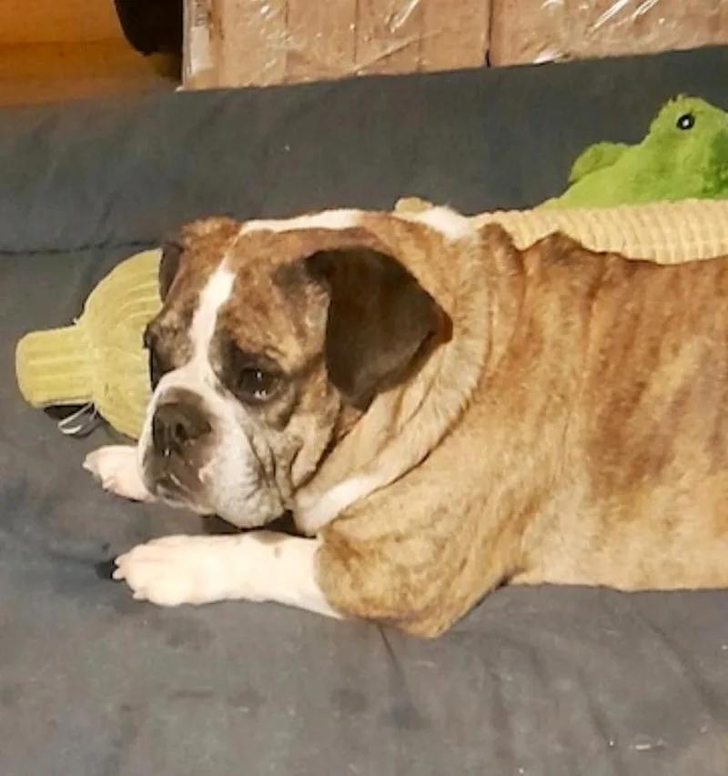 Bubblesbeabull thumbnail 3