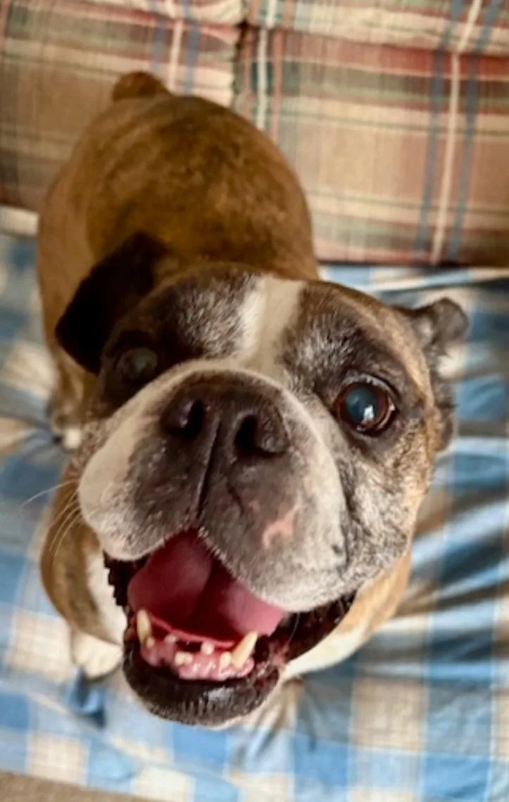 Bubblesbeabull thumbnail 4