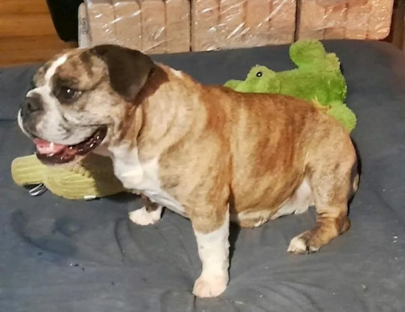 Bubblesbeabull thumbnail 5