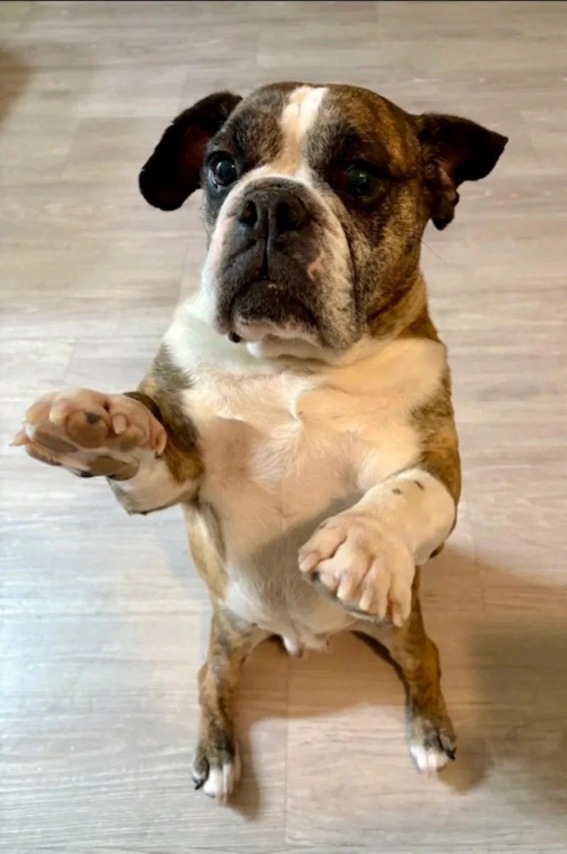 Bubblesbeabull thumbnail 6