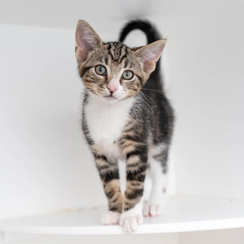 A baby small-sized male Brown / Chocolate Domestic Short Hair cat named Dawson for adoption in New York, NY