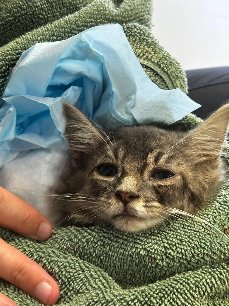 A baby medium-sized male Domestic Medium Hair cat named Southerland cat for adoption in Morgantown, KY