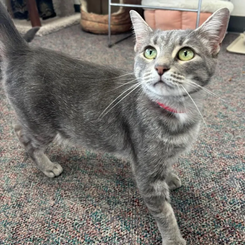 An adult large-sized female Gray / Blue / Silver Domestic Short Hair cat named Alice for adoption in Hamburg, NY