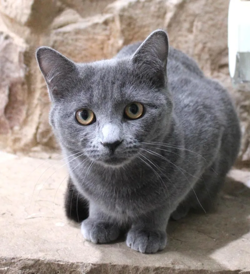 A baby medium-sized female Domestic Short Hair cat named Love Bug for adoption in Minneapolis, MN