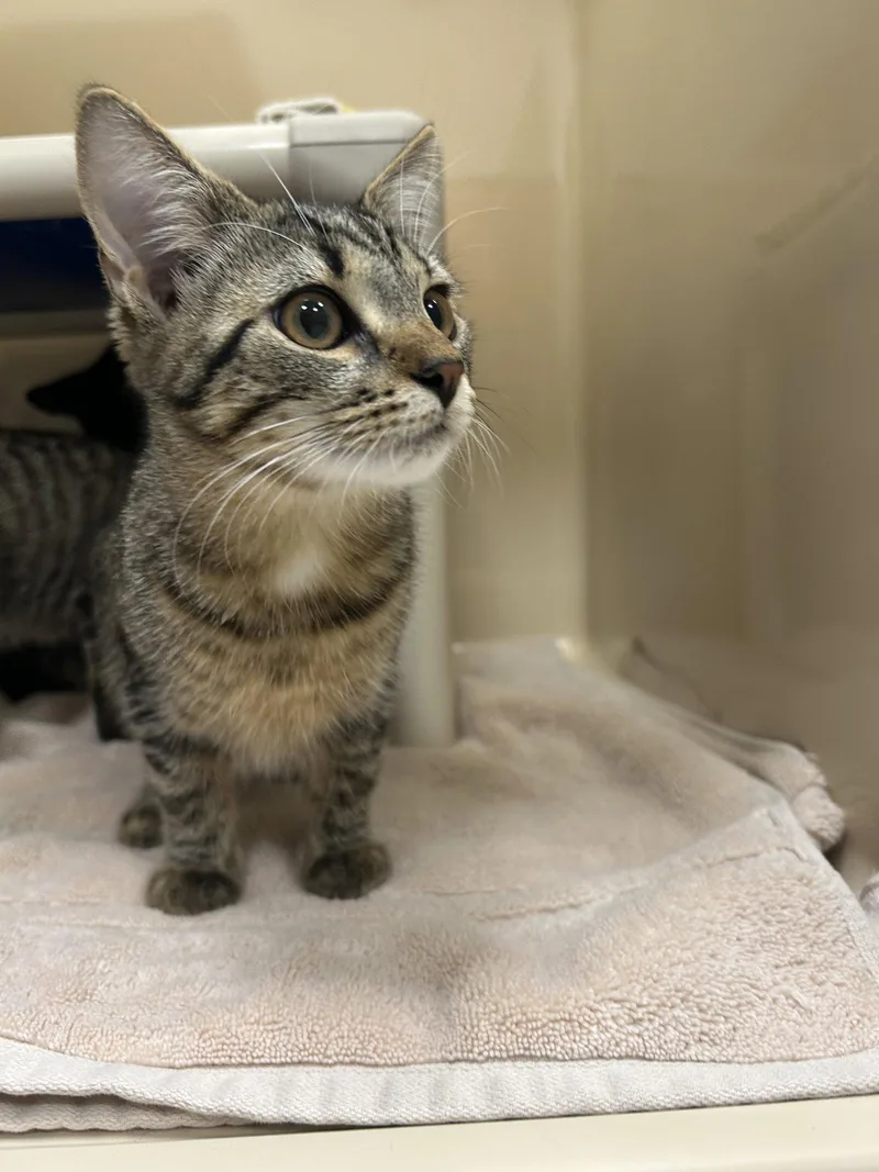A baby medium-sized female Domestic Short Hair cat named Sun Ray for adoption in Lancaster, PA
