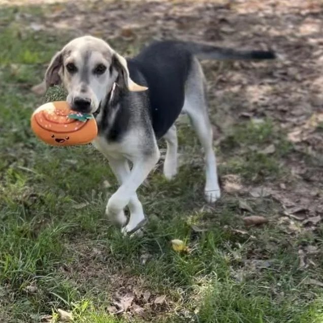 Duke