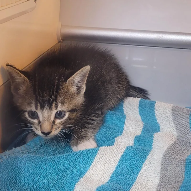 A baby small-sized male Domestic Short Hair cat named Han Solo for adoption in Pauls Valley, OK