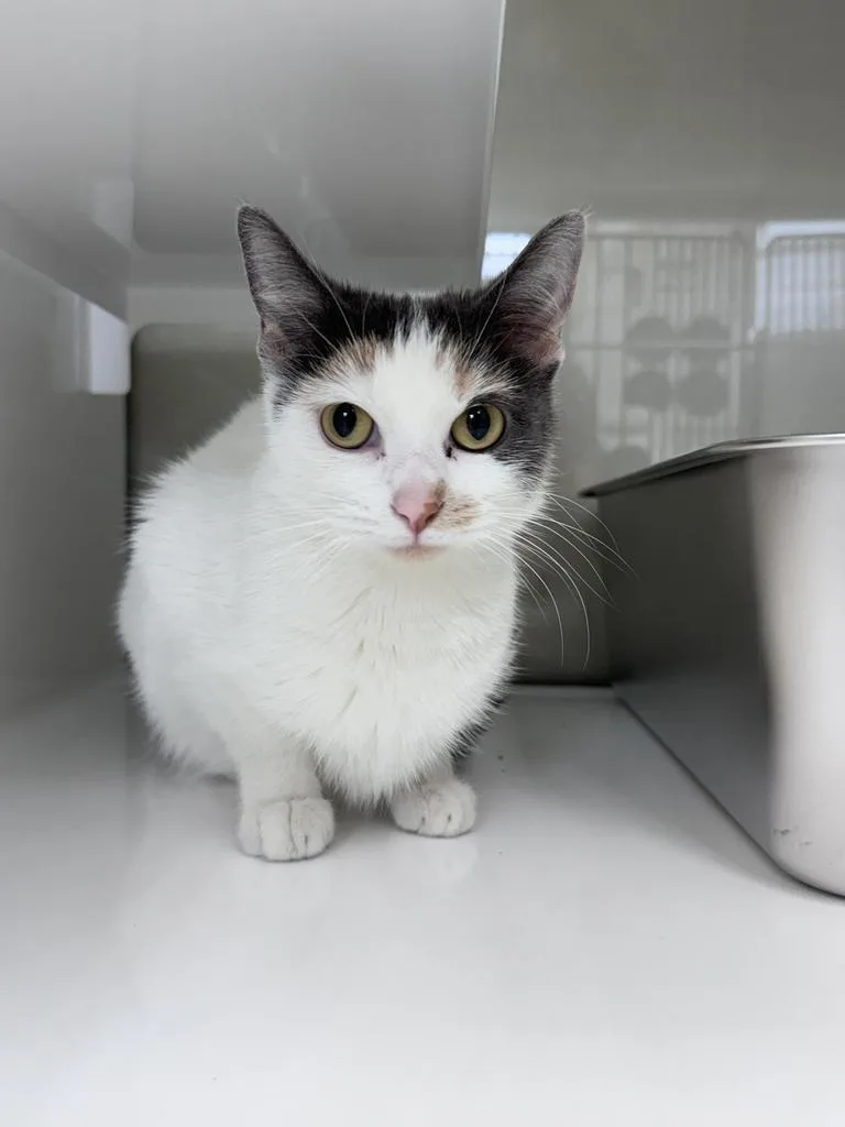 An adult small-sized female Domestic Short Hair cat named Belinda for adoption in Saint Paul, MN