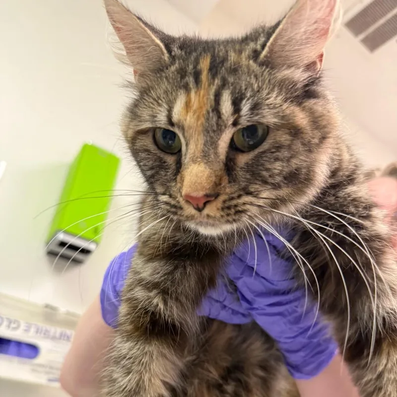 An adult medium-sized female Calico Domestic Medium Hair cat named Remote Control for adoption in Charleston, WV
