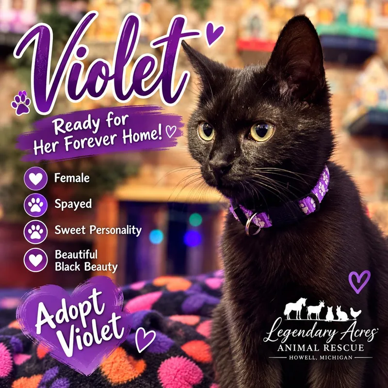 A young medium-sized female Black American Shorthair cat named Violet for adoption in HOWELL, MI