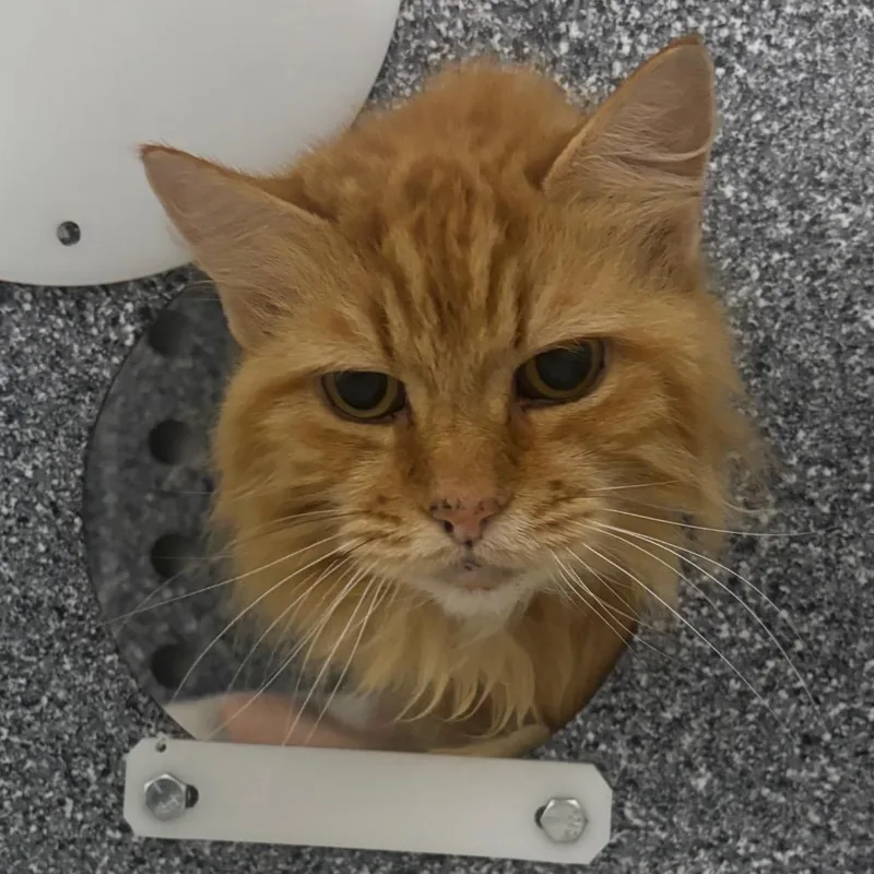 A senior medium-sized female Orange / Red Domestic Long Hair cat named Peggy for adoption in Dover, NH