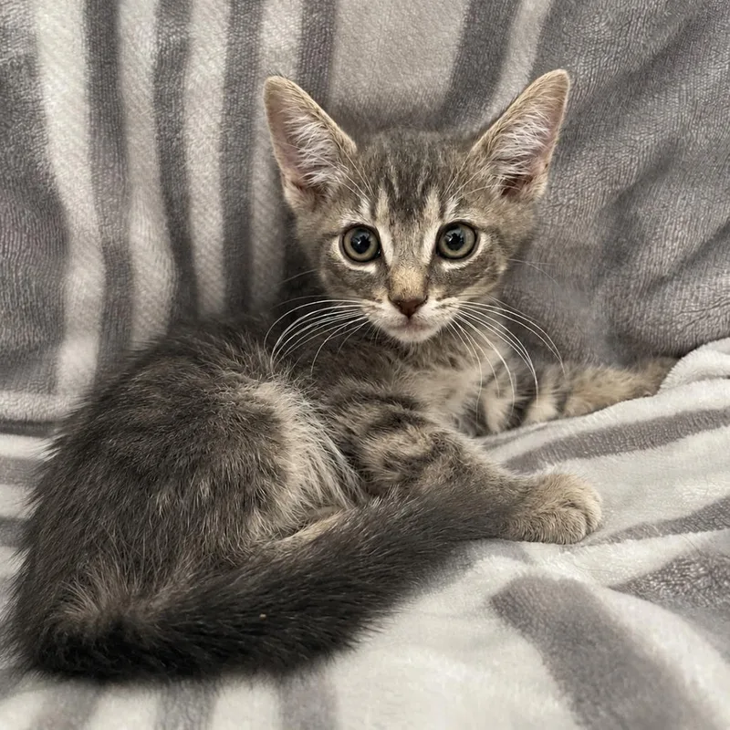A baby small-sized male Gray / Blue / Silver Domestic Short Hair cat named Jack for adoption in Tucson, AZ