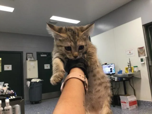 A baby small-sized female Domestic Short Hair cat named Rose for adoption in Thousand Palms, CA