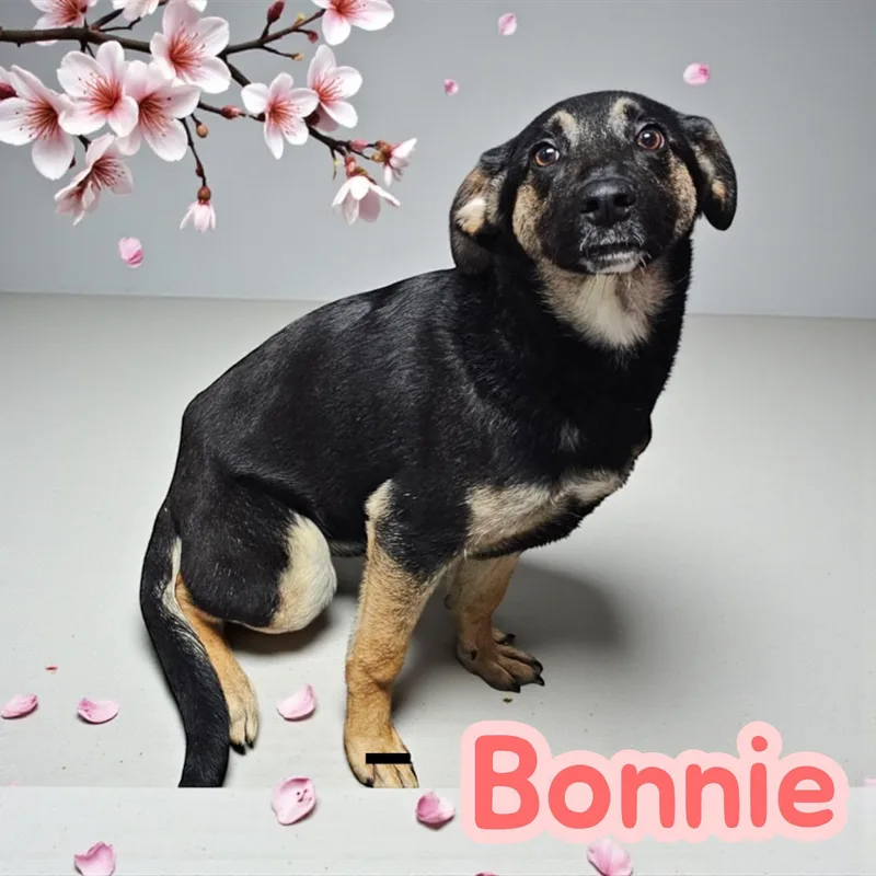 Bonnie  Dog & thumbnail 2
