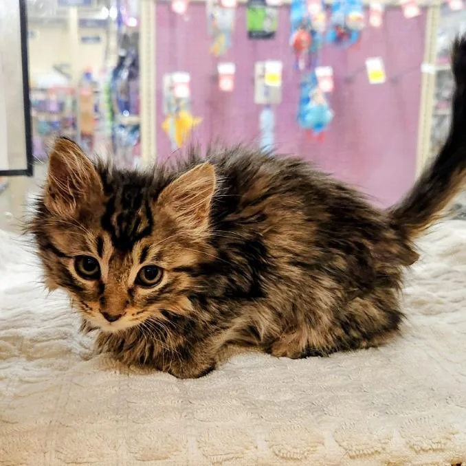A baby small-sized female Gray / Blue / Silver Domestic Medium Hair cat named Moe for adoption in Pasadena, CA