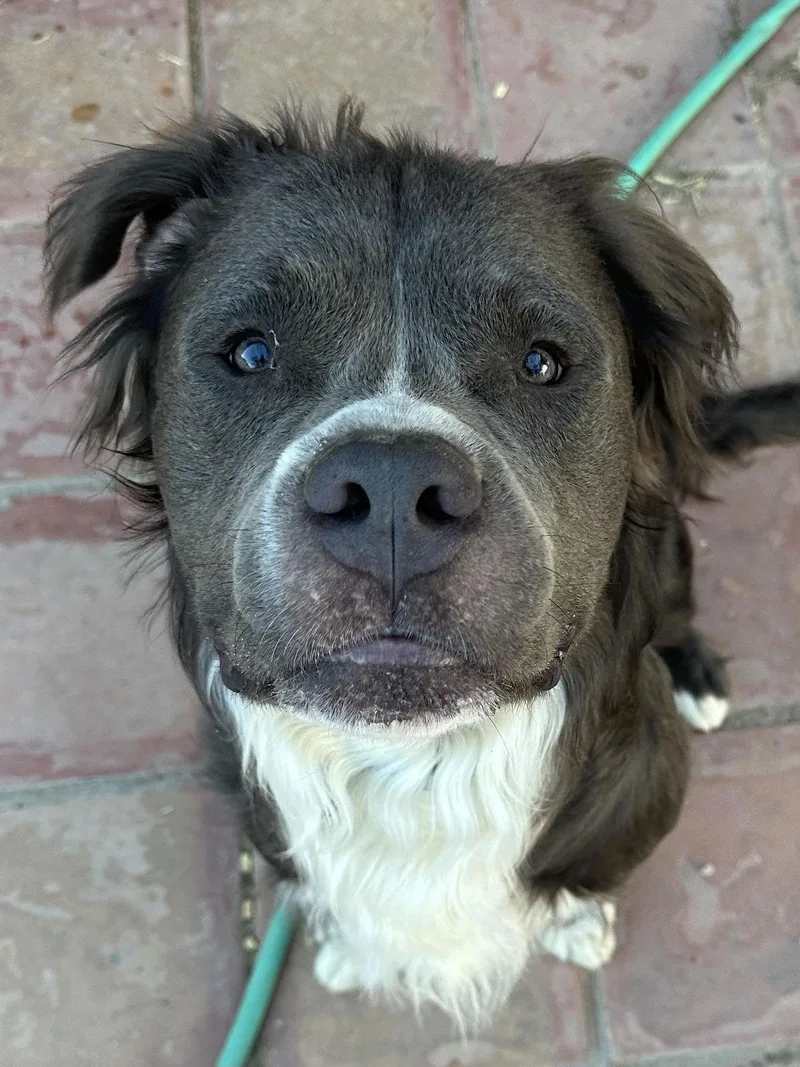 Bubba Bear thumbnail 2