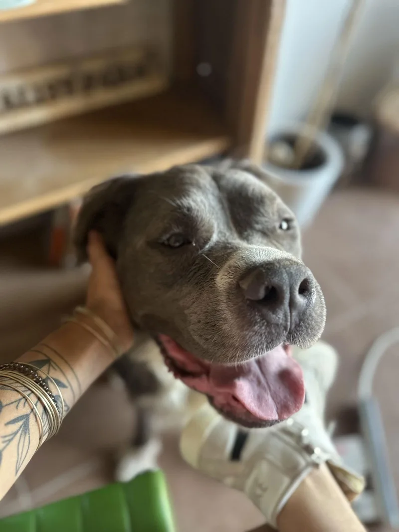 Bubba Bear thumbnail 3