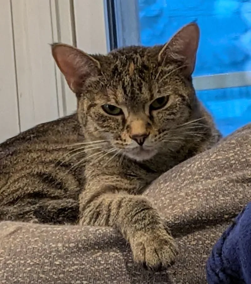 A young small-sized female Domestic Short Hair cat named Bagel for adoption in Cincinnati, OH