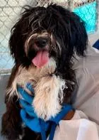 A young small-sized female Havanese dog named Oreoana for adoption in West Bloomfield, MI