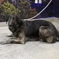 A young large-sized male Great Pyrenees dog named Henry for adoption in Casa Grande, AZ