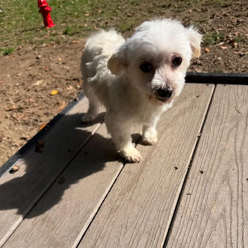 An adult small-sized female Maltese dog named Ellie for adoption in West Chester, PA