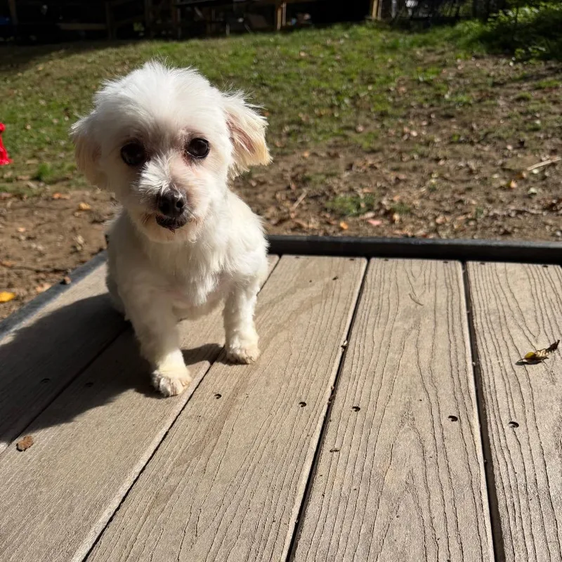 Ellie thumbnail 2