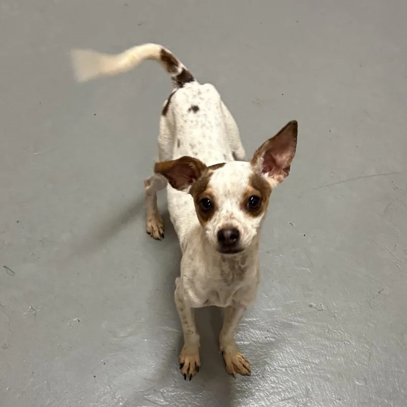 A young small-sized female Terrier dog named Bambi for adoption in Tacoma, WA