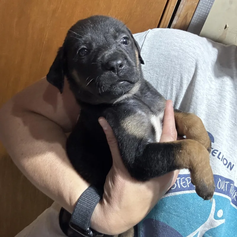 Sammy