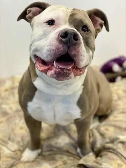 An adult large-sized male Mixed Breed dog named Washington for adoption in Munster, IN