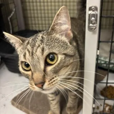 A young medium-sized male Tabby (Brown / Chocolate) Domestic Short Hair cat named Myles for adoption in Braintree, MA