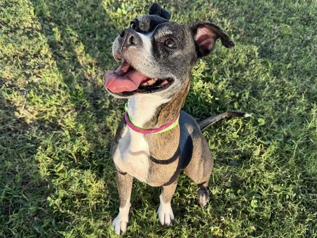 An adult medium-sized female Boxer dog named Freya for adoption in Tucson, AZ