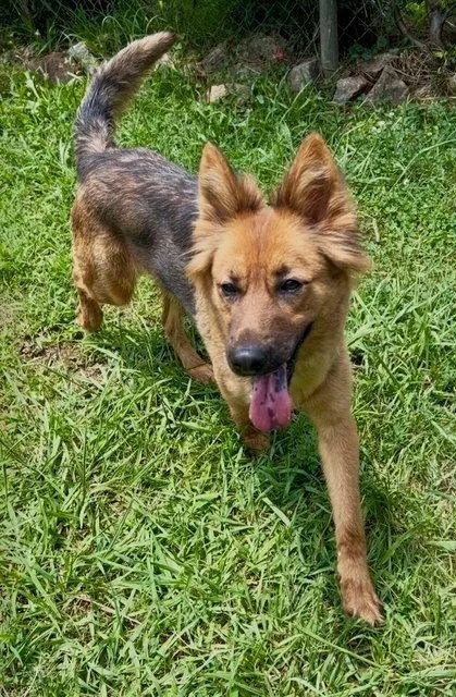 A young medium-sized female Shepherd dog named Indiana for adoption in Carrollton, GA